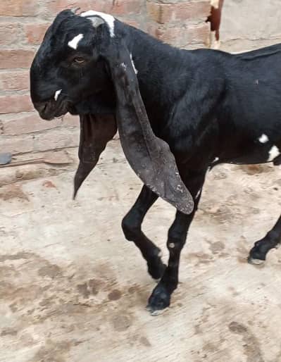 Amertseri pure black beetal path ore bakera