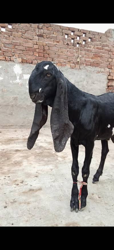 Amertseri pure black beetal path ore bakera