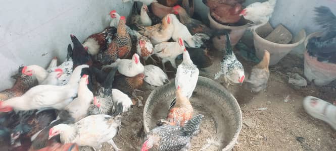 Top Quality Golden Misri starters Available
