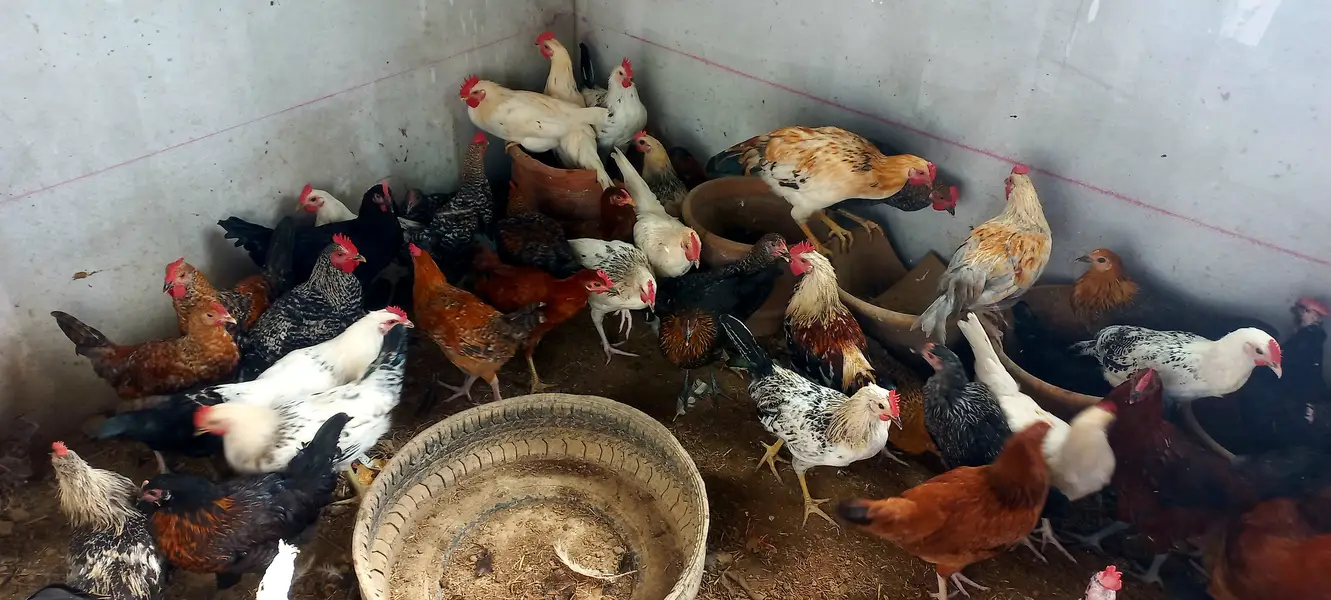 Top Quality Golden Misri starters Available — photo 2
