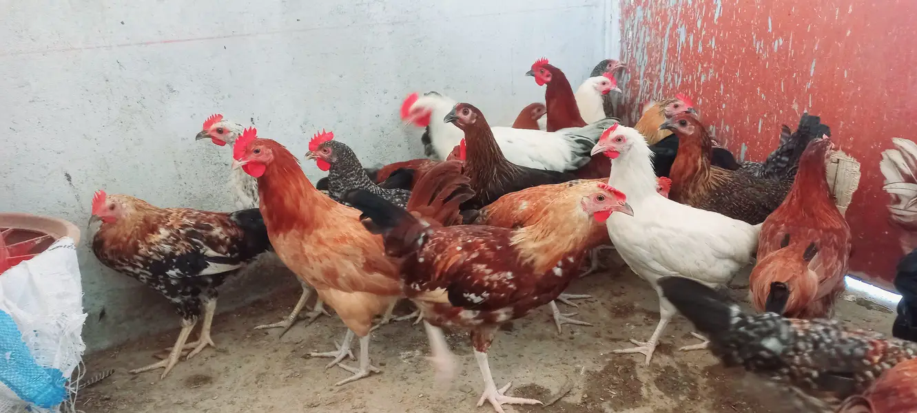 Top Quality Golden Misri starters Available — photo 3