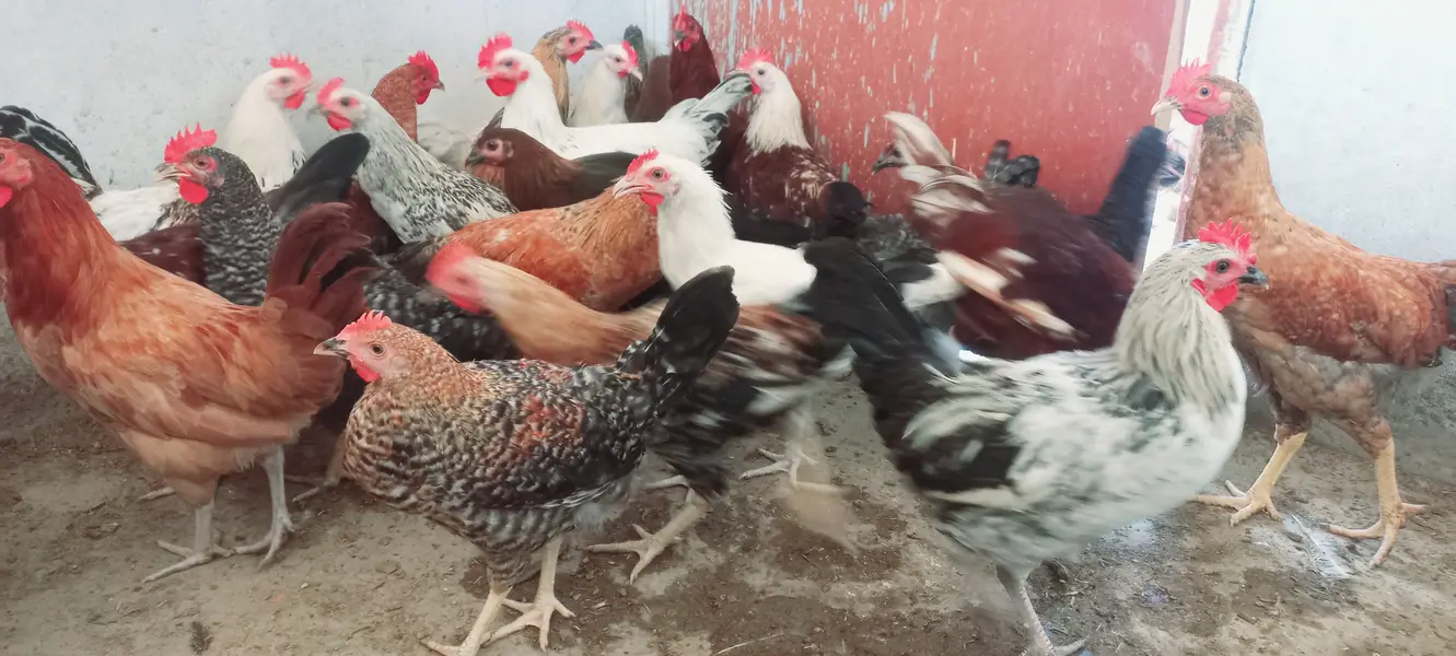Top Quality Golden Misri starters Available — photo 5