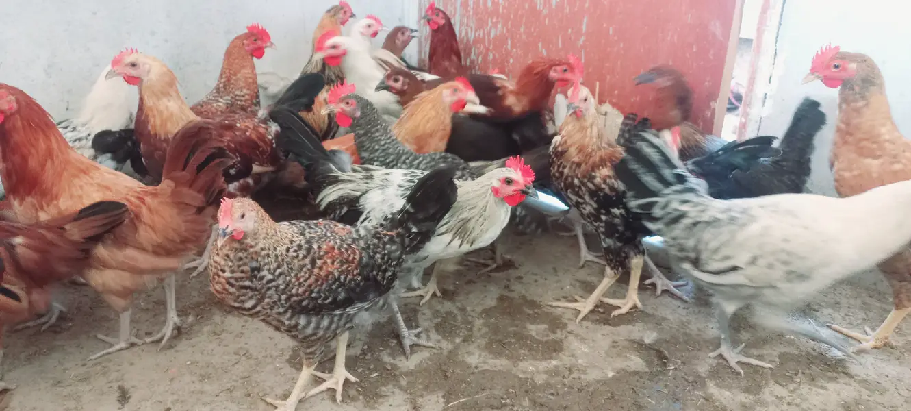 Top Quality Golden Misri starters Available — photo 6