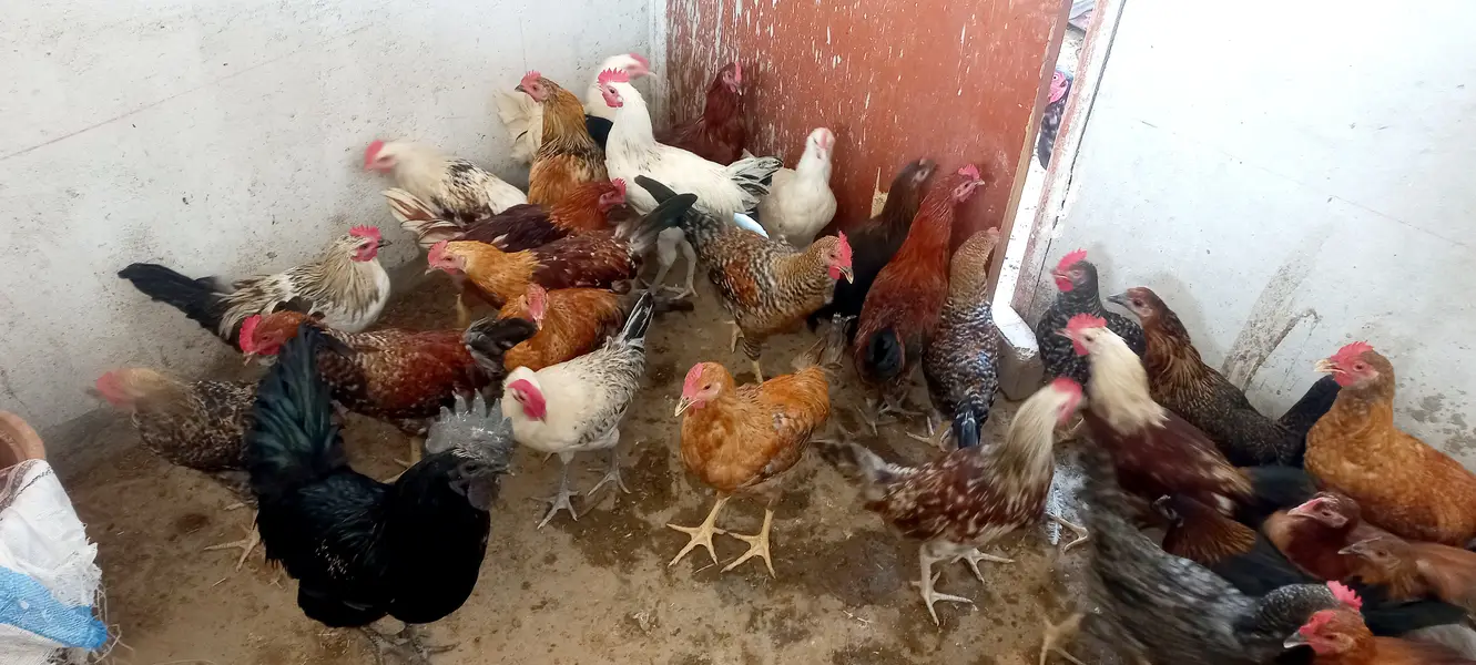 Top Quality Golden Misri starters Available — photo 8