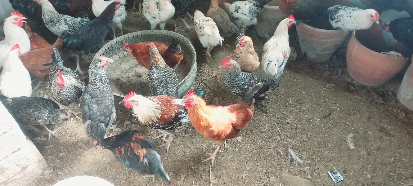 Top Quality Golden Misri starters Available — photo 9