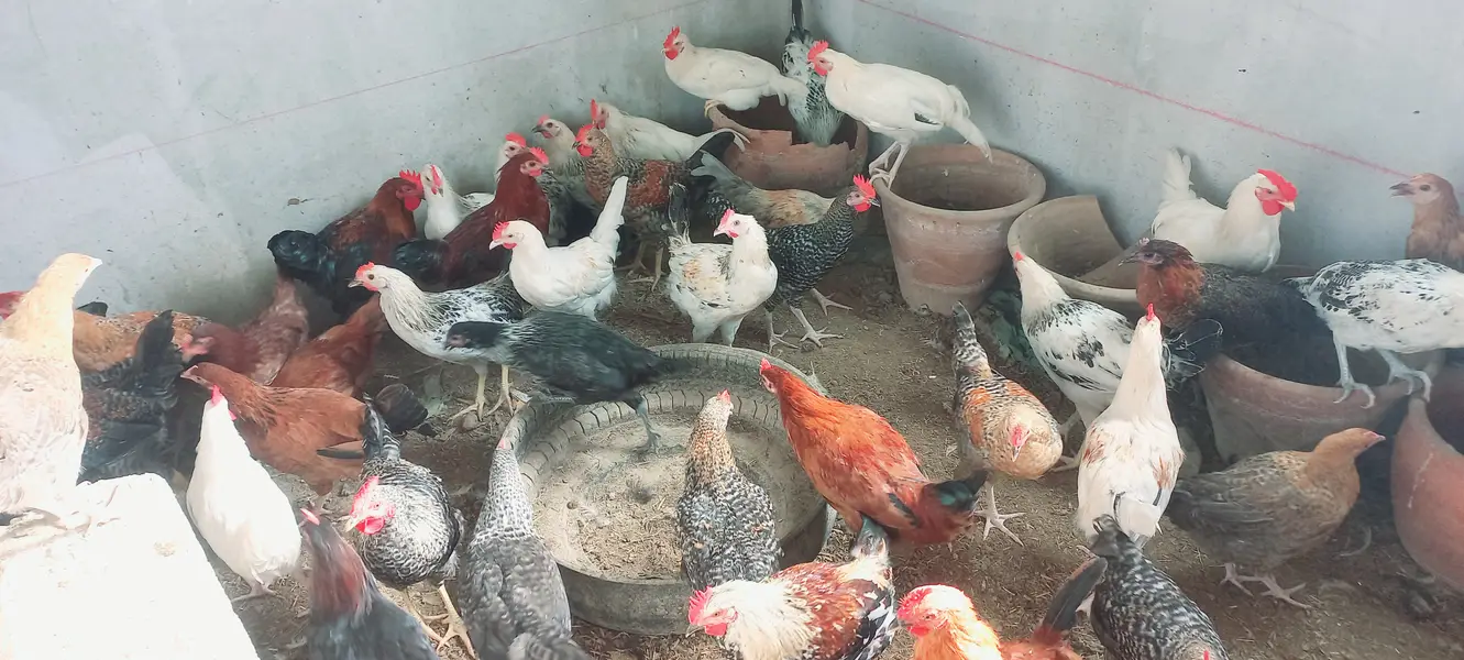 Top Quality Golden Misri starters Available — photo 10