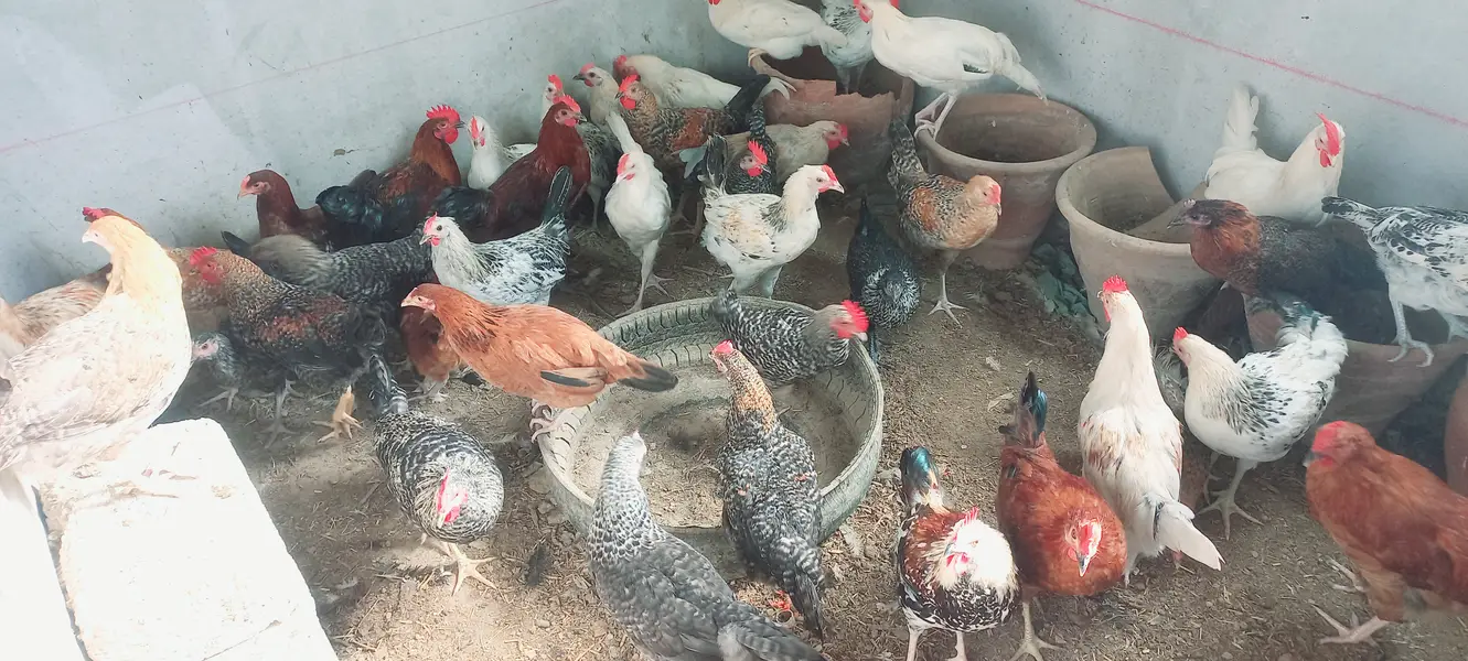 Top Quality Golden Misri starters Available — photo 11