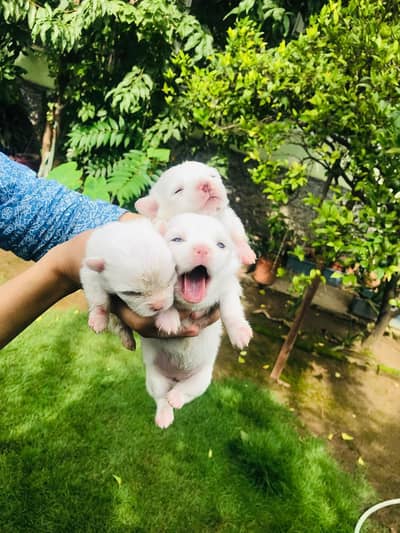 2 female puppies