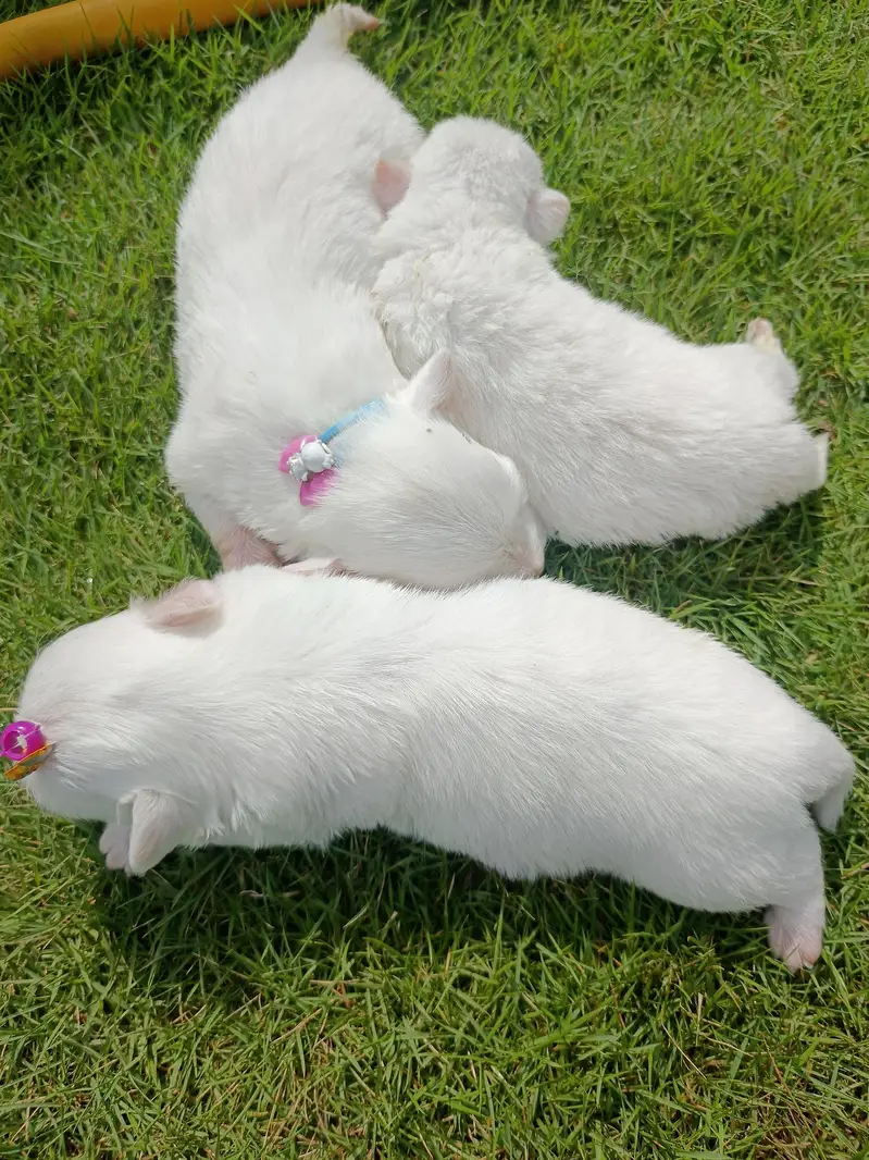 2 female puppies — photo 2