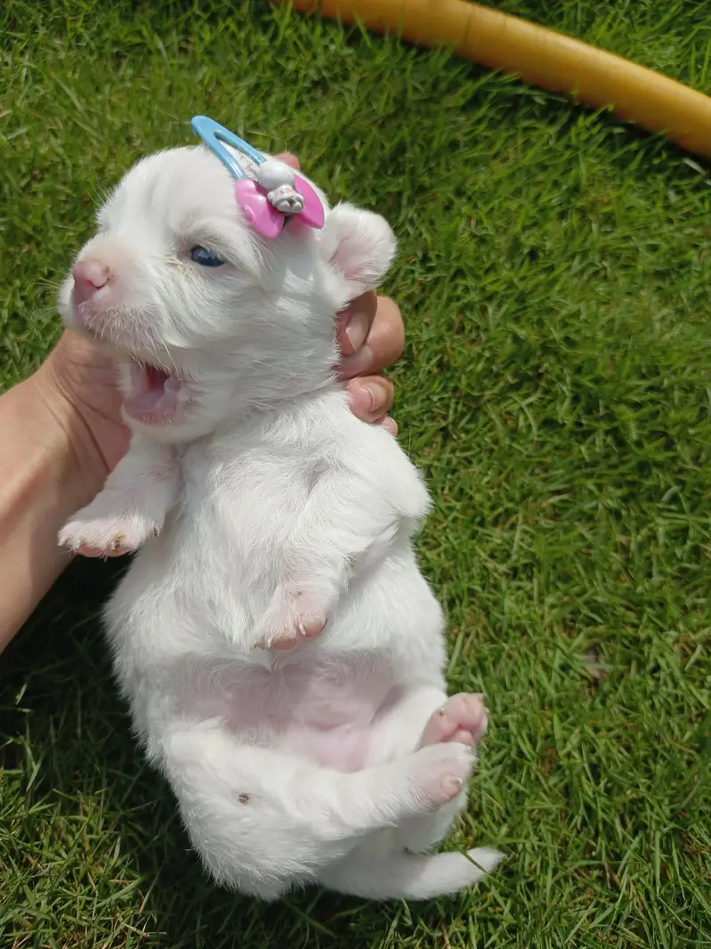 2 female puppies — photo 3