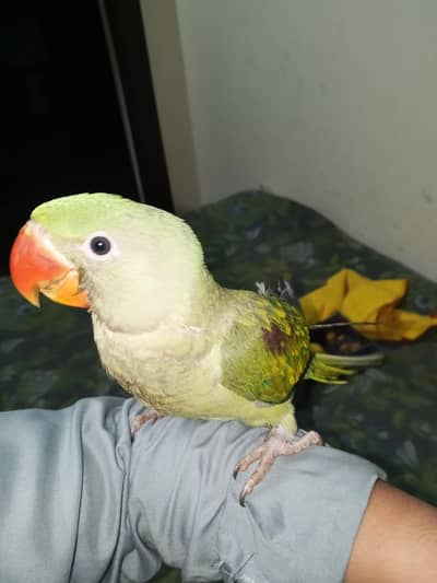 RAW TAME SEMI ADULT PARROT