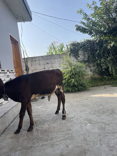 bull calf