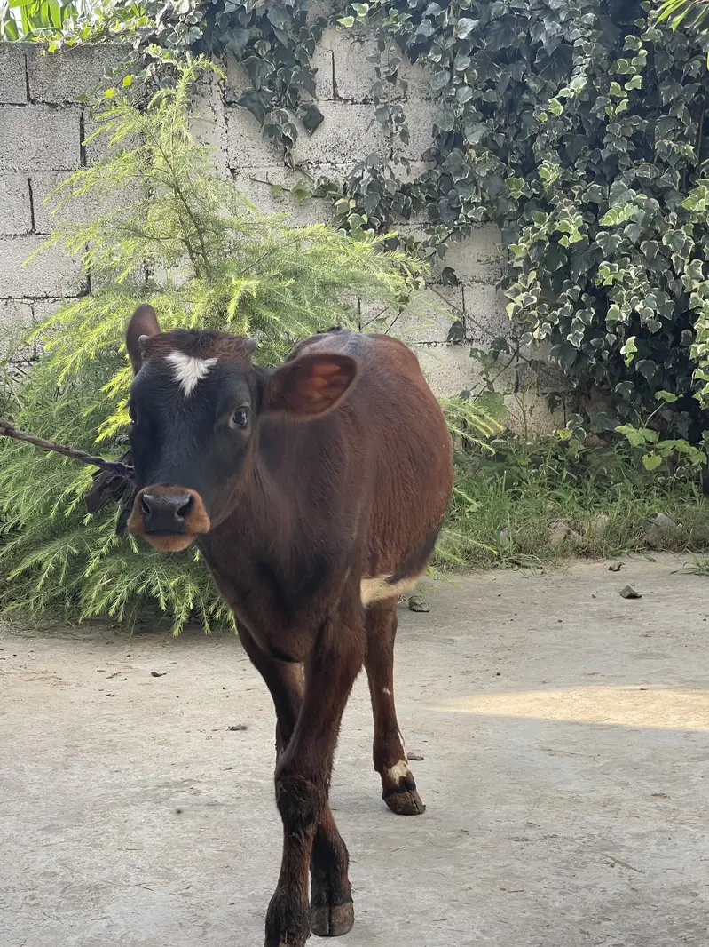 bull calf — photo 2