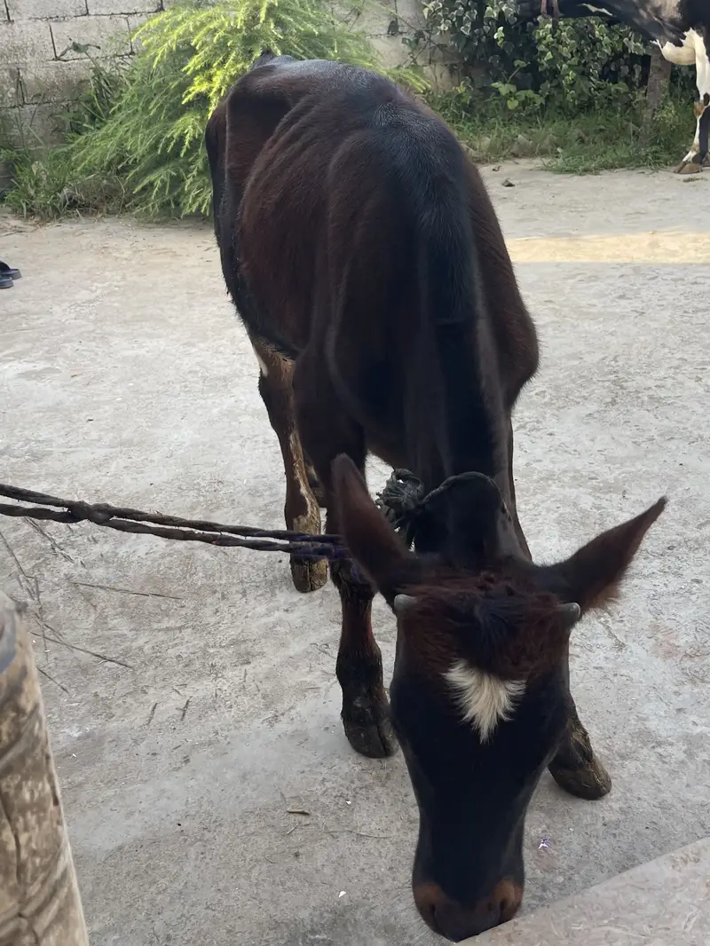 bull calf — photo 3