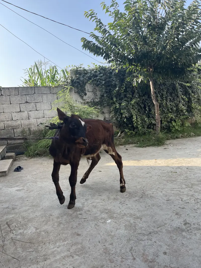 bull calf — photo 4