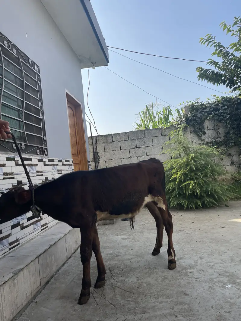 bull calf — photo 5
