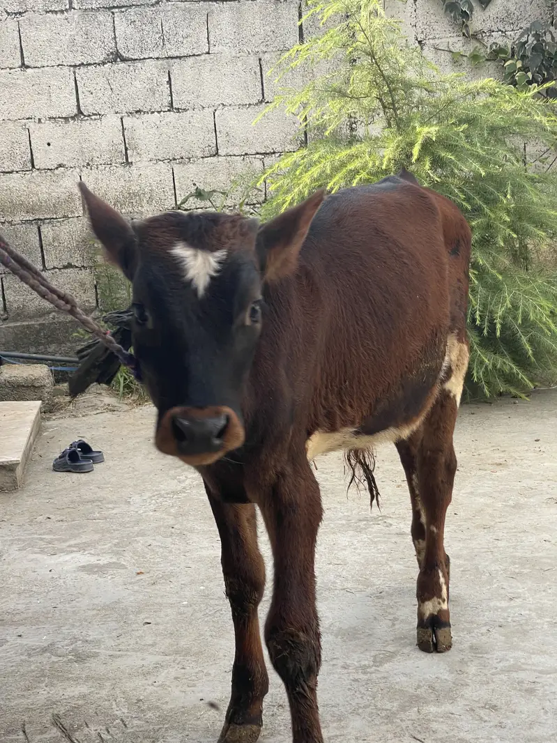 bull calf — photo 6