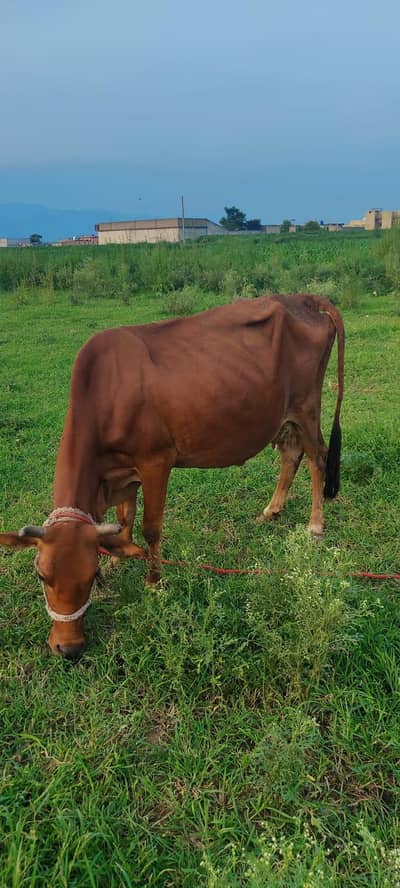 cow with heifer calf