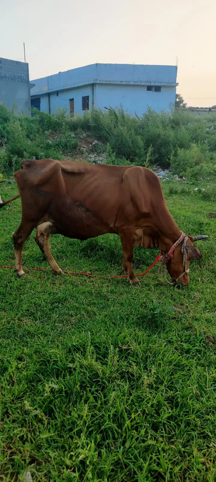 cow with heifer calf — photo 2