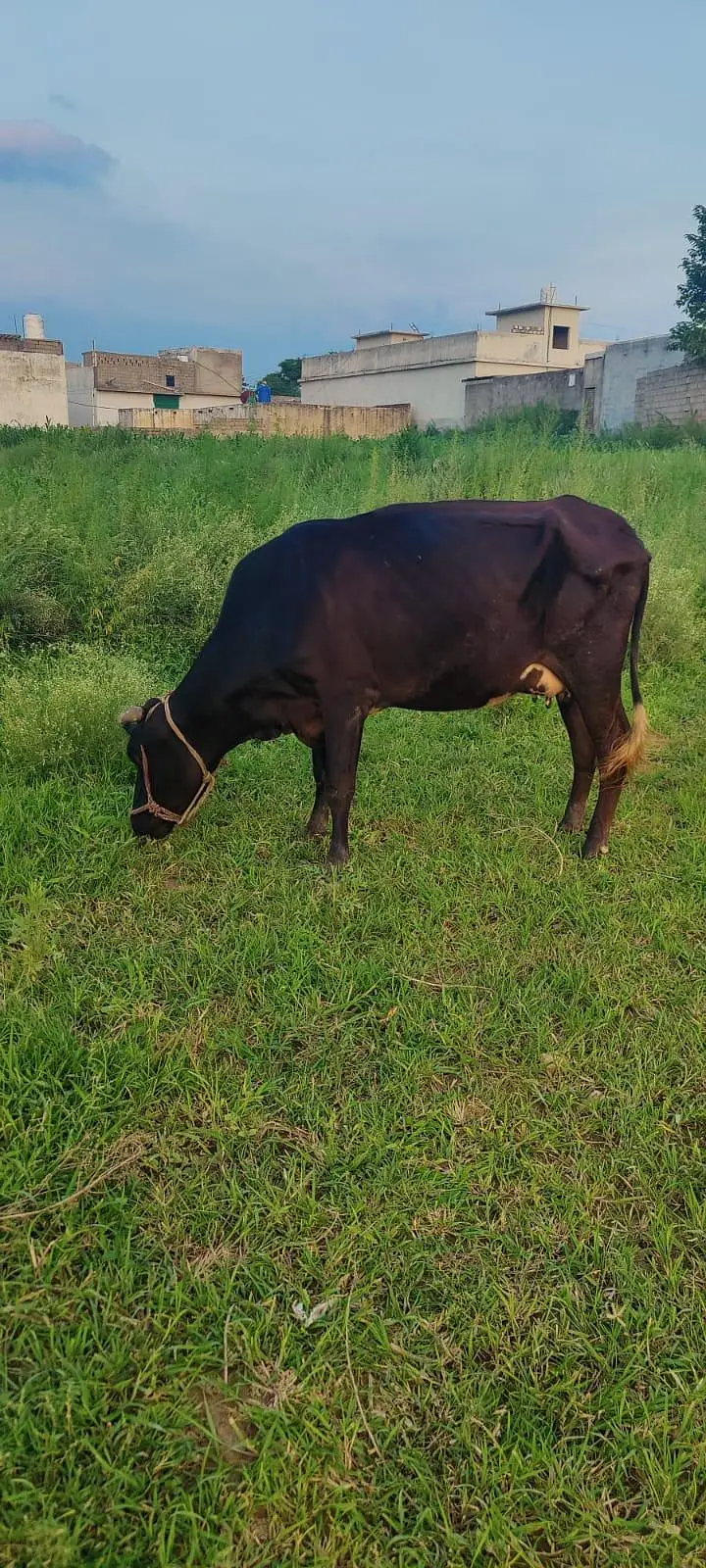 cow with heifer calf — photo 3
