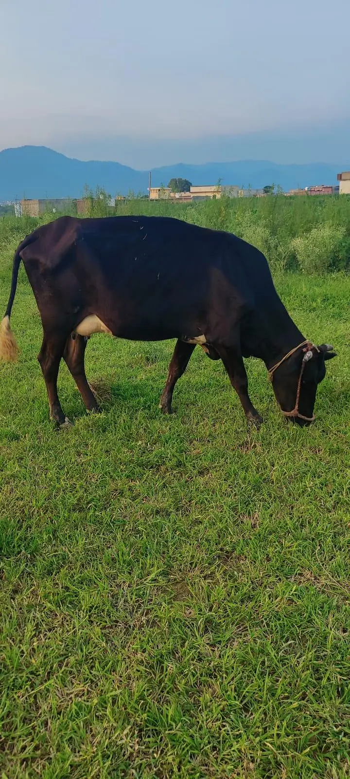 cow with heifer calf — photo 4