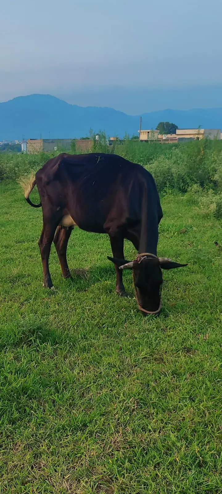 cow with heifer calf — photo 5