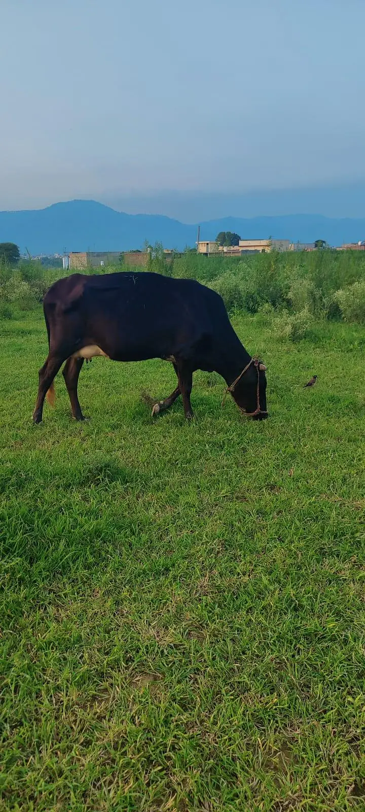cow with heifer calf — photo 6