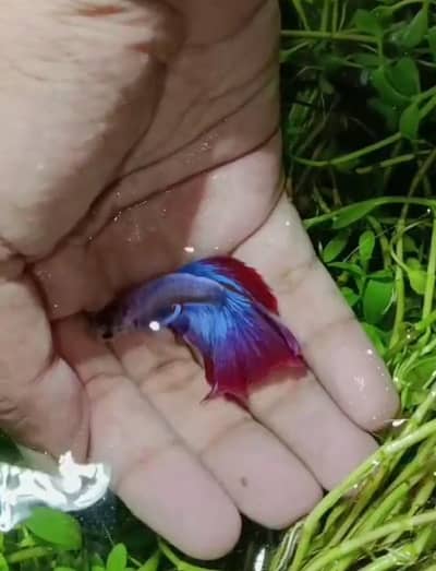 Betta Fish,Vampire Crabs,Shrimps
