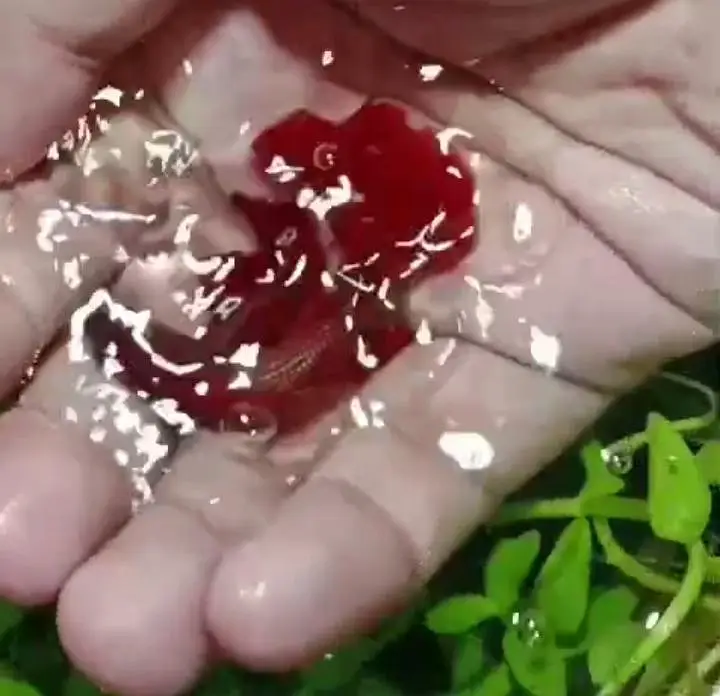 Betta Fish,Vampire Crabs,Shrimps — photo 2