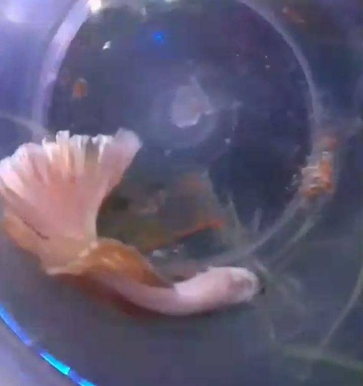Betta Fish,Vampire Crabs,Shrimps 2