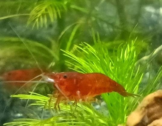 Betta Fish,Vampire Crabs,Shrimps 5