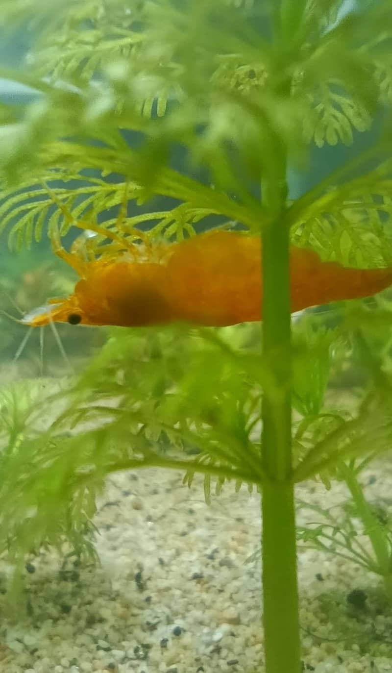 Betta Fish,Vampire Crabs,Shrimps 6