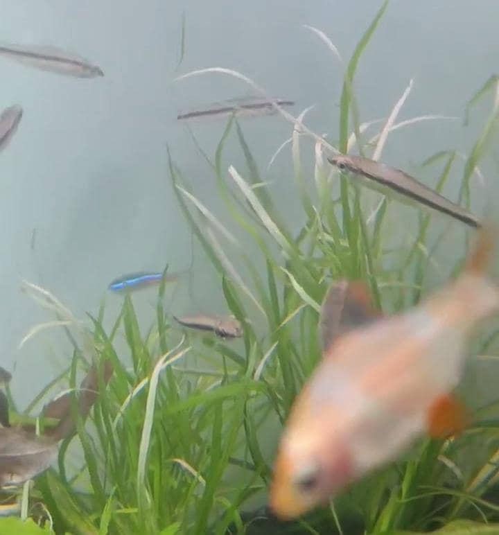 Betta Fish,Vampire Crabs,Shrimps 7