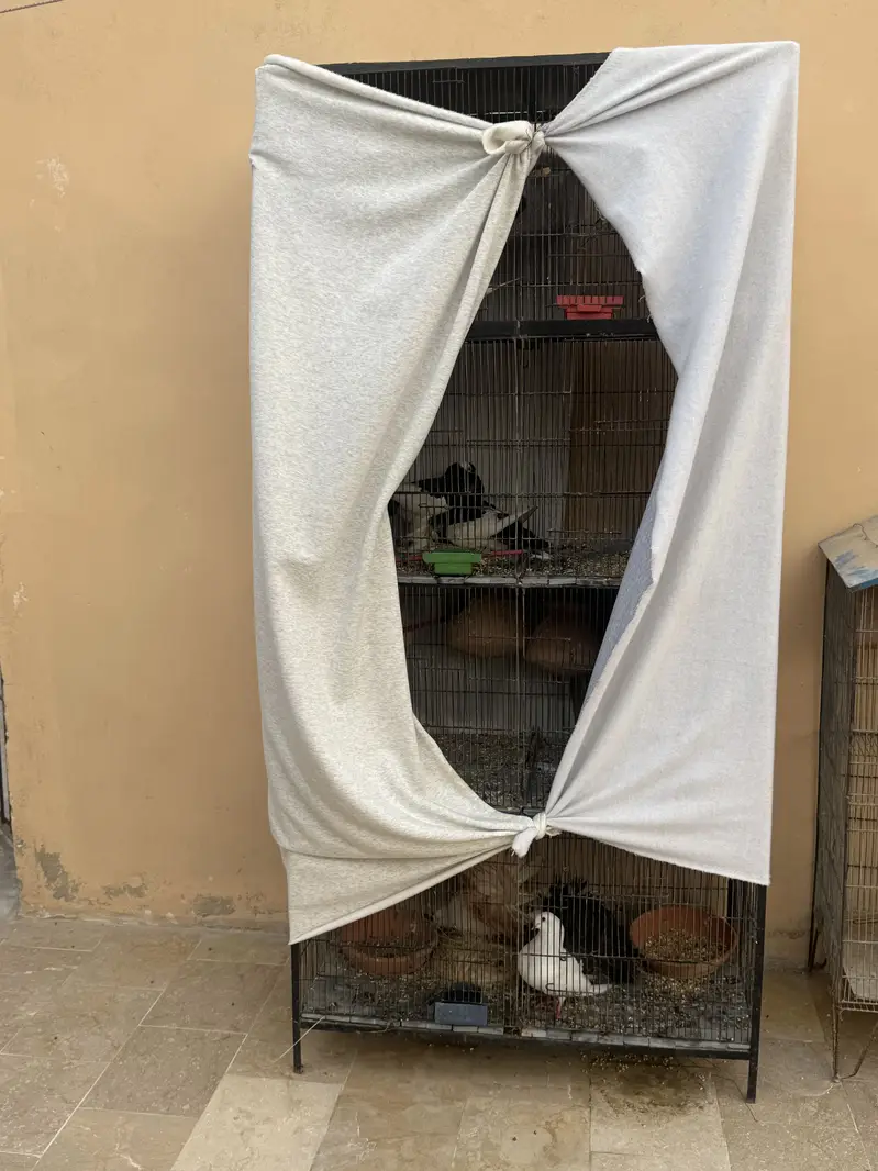 Cages — photo 4