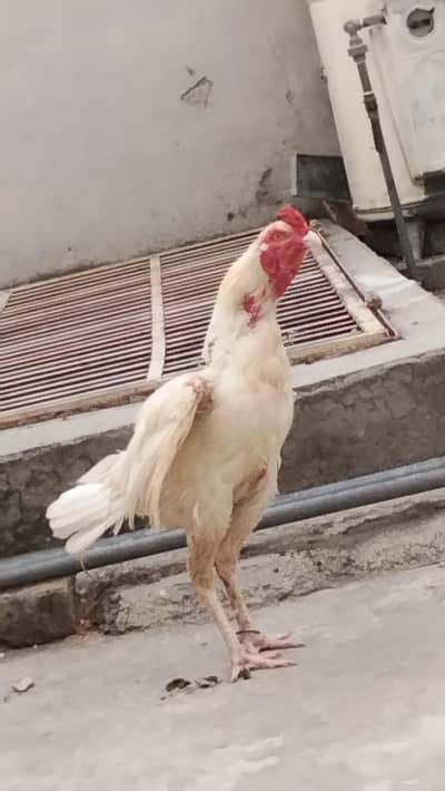 aseel murga for sale