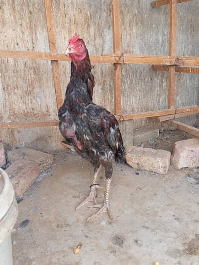 high quality murgy for sale abhi kureez mein hn