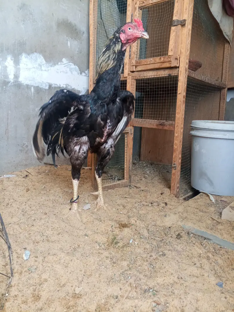 high quality murgy for sale abhi kureez mein hn — photo 4