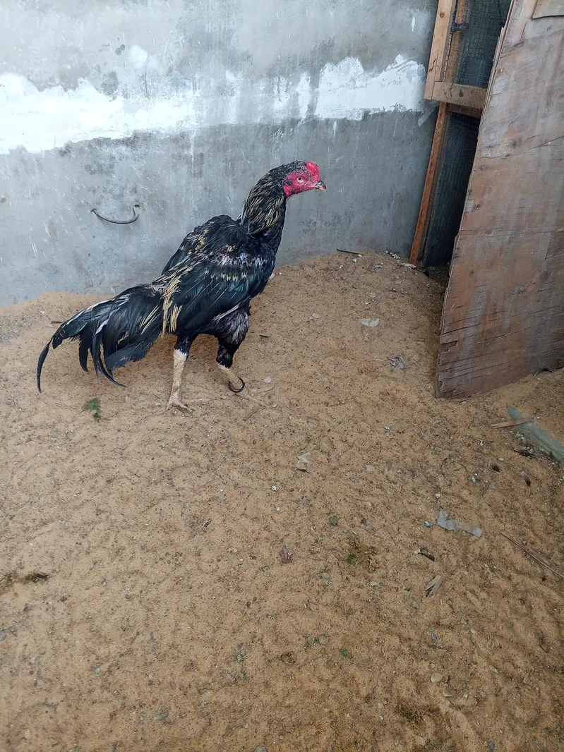 high quality murgy for sale abhi kureez mein hn — photo 5