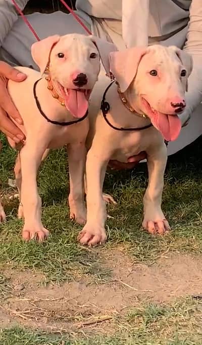 bully guilter rocky best breed for sale