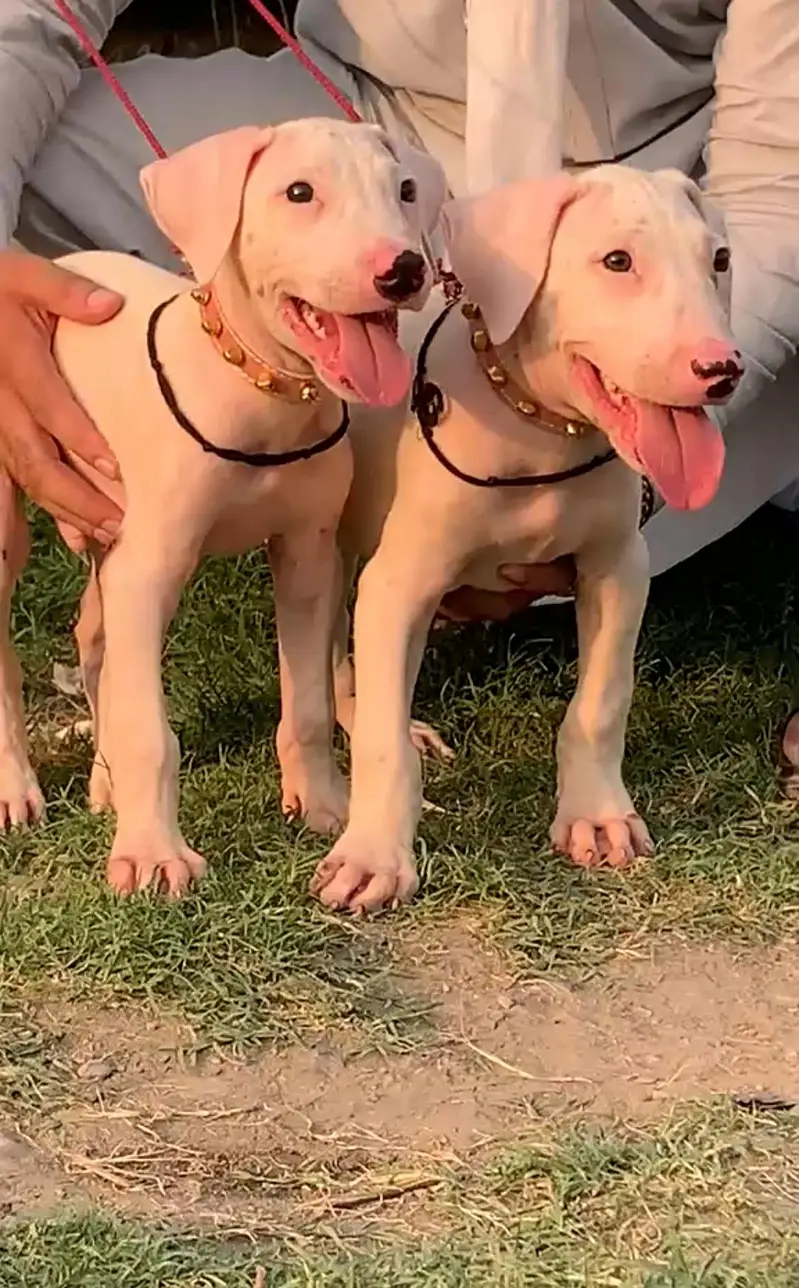bully guilter rocky best breed for sale — photo 2