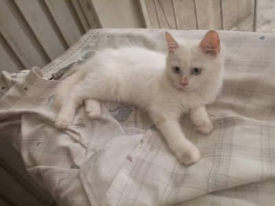 Female kitten