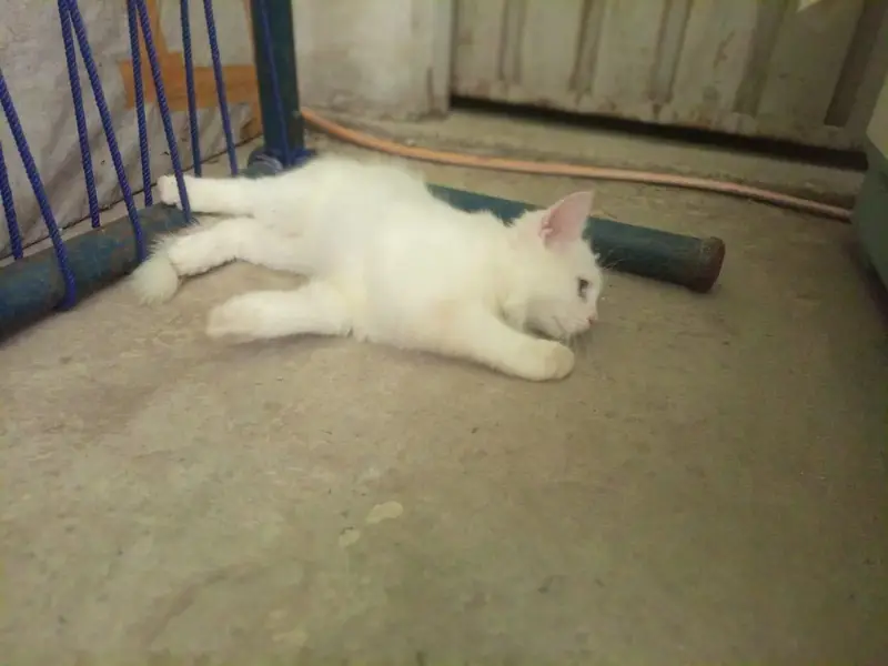 Female kitten — photo 2