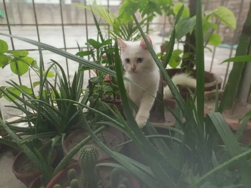Female kitten — photo 3