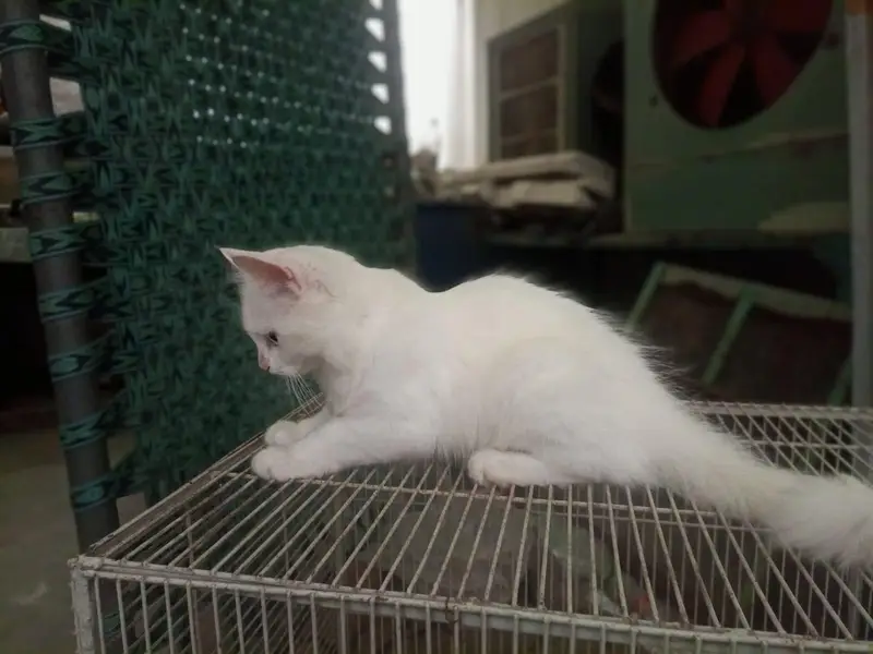Female kitten — photo 4