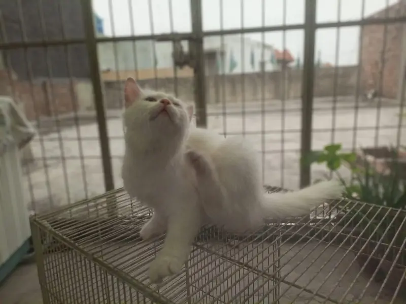 Female kitten — photo 5