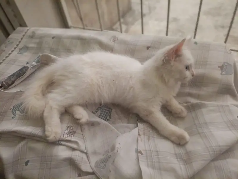 Female kitten — photo 6