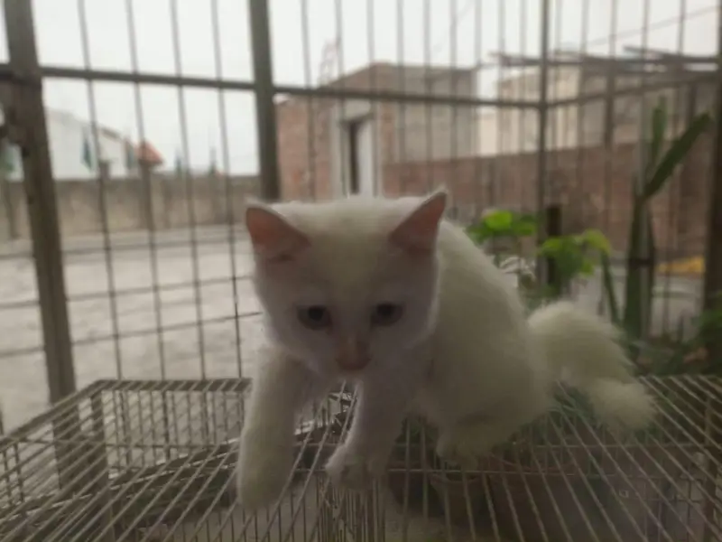 Female kitten — photo 7