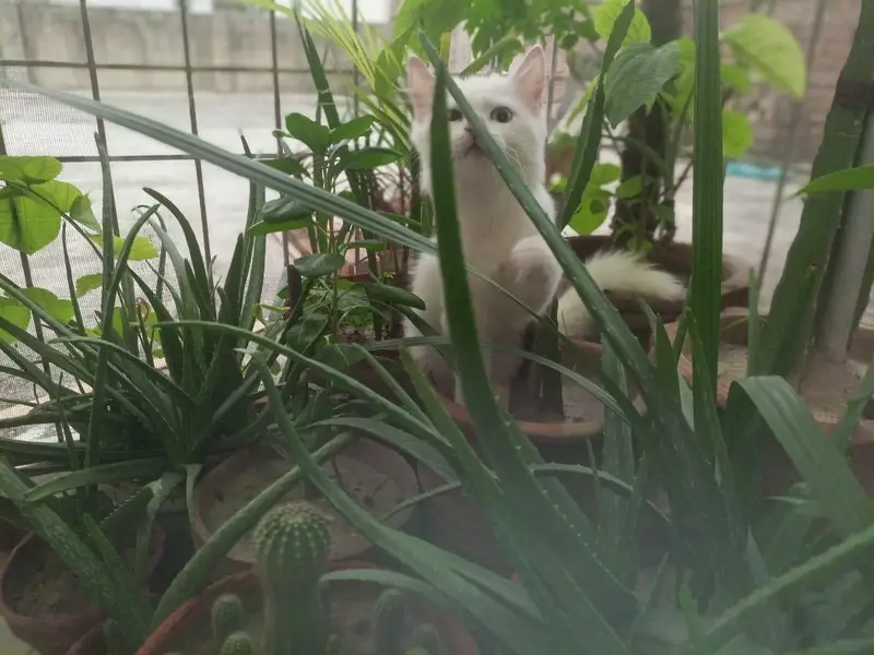 Female kitten — photo 8
