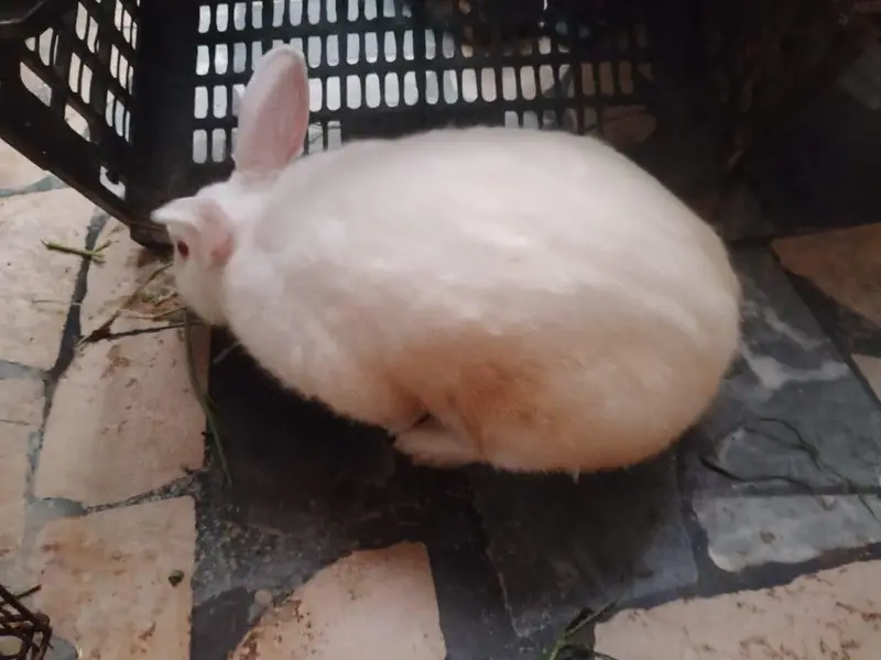 New Zealand rabbits
