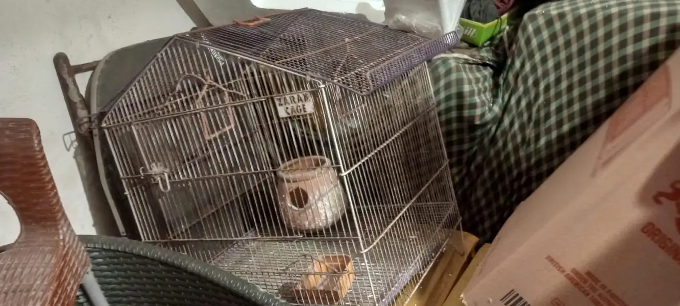 Birds Cages — photo 3